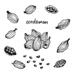 Cardamom set. Hand drawn spices in sketchy style. Vector illustration. 