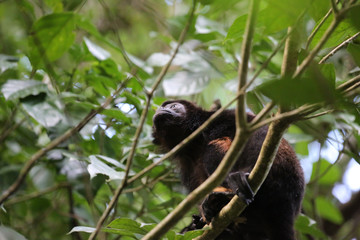 Howler Monkey at Tortuguero National Park