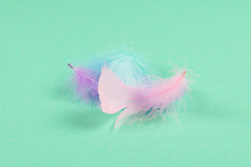 Colorful feather background, top view.