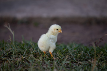 little chick in the grass