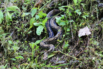 Boa Constrictor Imperator, Costa Rica