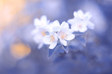 Blooming jasmine branch on a blue blurry toned background. Spring beautiful floral image. Selective...