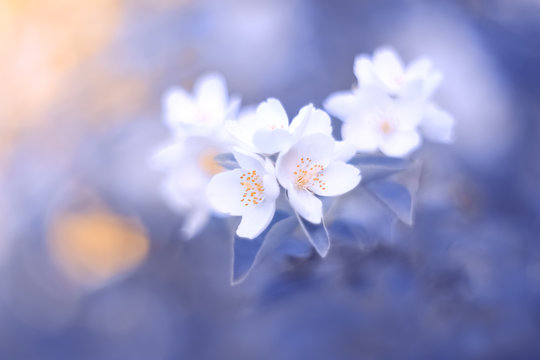 Blooming jasmine branch on a blue blurry toned background. Spring beautiful floral image. Selective soft focus.