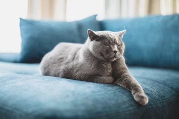 Rolgordijnen Happy British cat lying relaxed and sleepy on couch at home. © Photocreo Bednarek