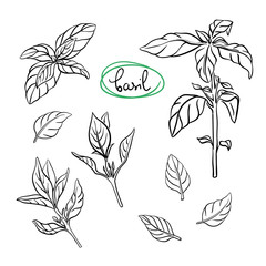 Basil sprigs and leaves/ Hand drawn culinary herbs and spices/ Basil parts sketch collection/ Black outline on white background/ Vector illustration