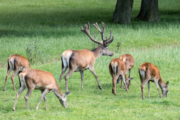 Herd of Red Deer (Cervus elaphus)