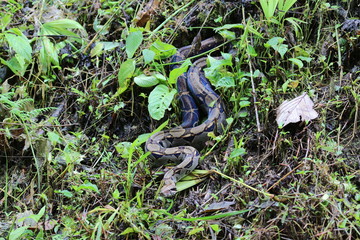 Boa Constrictor Imperator, Costa Rica