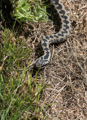 Common European Adder (Vipera berus)