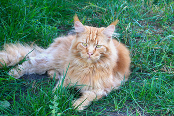 Naklejka na ściany i meble red big cat Mei kun on the green grass