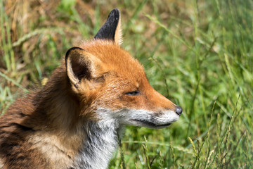 Close-up of a Red Fox (Vulpes vulpes)