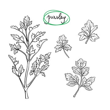 Parsley sprig and leaves/ Hand drawn culinary herbs and spices/ Parsley parts sketch collection/ Black outline on white background/ Vector illustration