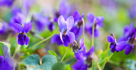 Spring flowers. Violet violets flowers bloom in the spring forest. Viola odorata. Beautiful banner of natural