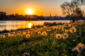 Dandelions enlighted by setting Sun