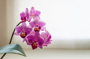 Soft close-up focus of beautiful branch of striped purple mini orchids Sogo Vivien. Phalaenopsis, Moth Orchid with green leaf on white background. Nature concept for design. Place for text