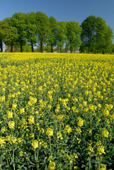 Obraz premium Champ de colza en fleur