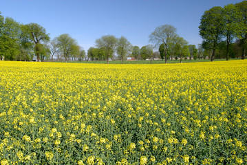 Fototapeta premium Champ de colza en fleur