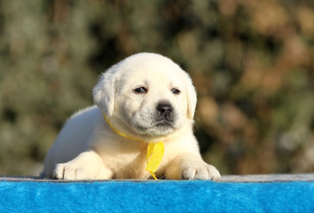 the labrador puppy on a blue background