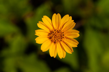 yellow flower in the garden