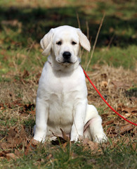 a sweet yellow labrador in the park