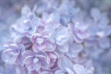Close up of a branch of purple lilac. Macro photo with shallow depth of field and soft focus. Can be used as a background for greeting cards.