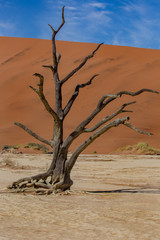 Fototapeta na wymiar A petrified tree in the Namibian dessert