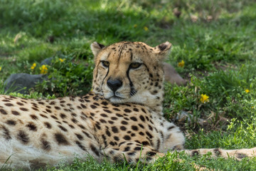 Naklejka na ściany i meble Cheetah, Acinonyx jubatus, relaxes in green grass dotted with yellow flowers