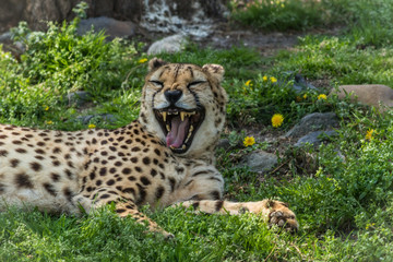 Cheetah, Acinonyx jubatus, big yawn relaxes in green grass dotted with yellow flowers