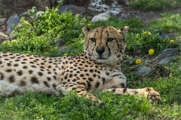Cheetah, Acinonyx jubatus, relaxes in green grass dotted with yellow flowers