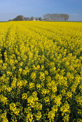 Champ de colza en fleur, corps de ferme en arrière plan