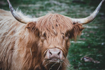 A highland cattle bull staring directly at me while eating hay in his pasture