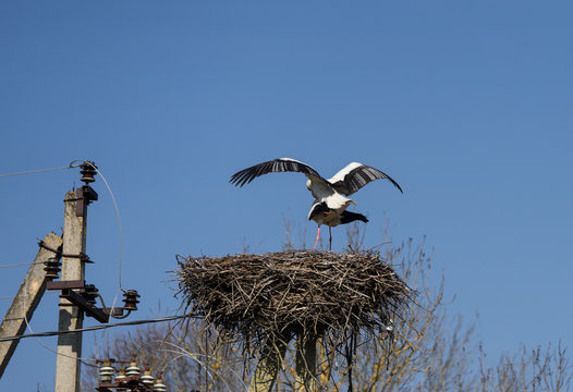 White stork couple (Ciconia ciconia) on nest on top of old power pole. Huge birda are busy with mating. Male bird is on female one.  Estonia, Europe