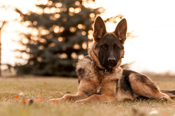 A junior german shepherd dog resting in a backyard