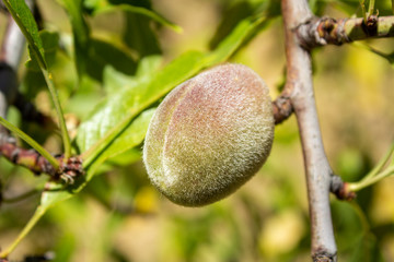 Branch with unripe fruits close up of an almond tree, species Prunus dulcis, native to Iran and surrounding countries and widely cultivated in similar climates.