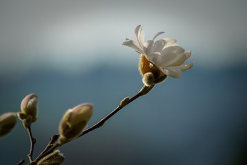 gros plan d'un bouton de fleur de magnolia blanc qui s'ouvre dans une lumière douce