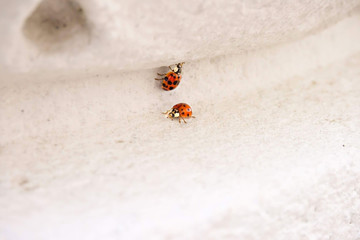 Obraz premium Two ladybugs at a white stone; Hall of Liberation, Germany