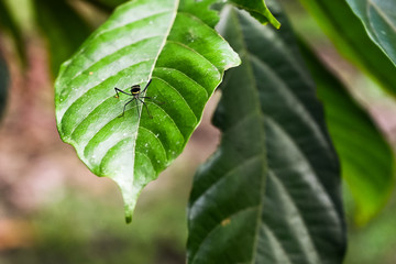 mosquitos apoyado en una hoja verde
