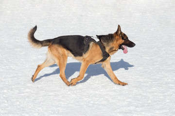 Short haired german shepherd dog is running on a white snow in the winter park. Pet animals.