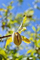 Maturing plum, a fruit from the Prunus domestica deciduous tree species, it may have been one of the first fruits cultivated in ancient times throughout East Europe and Caucasus mountains.