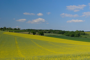 Champ de colza en fleur, fin de floraison