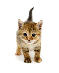 Little beautiful funny kitten on white