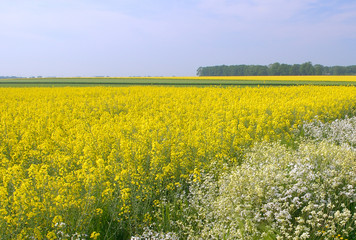 Obraz premium Bord de route fleuri le long d'un champ de colza