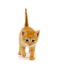 Little beautiful funny kitten on white