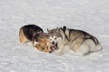 Cute pembroke welsh corgi puppy and siberian husky are playing in the winter park. Pet animals.