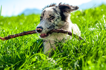 View on a border collie puppy playing with a stick