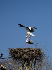 Gorgeous white stork couple (Ciconia ciconia) on nest on top of old power pole. Huge birds are busy with mating. Male bird is on female one.  Estonia, Europe
