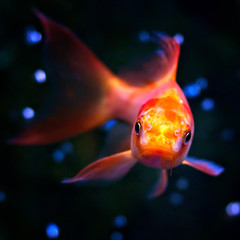 Goldfish Aquarium closeup on dark background