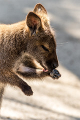 Naklejka premium Wallaby, Macropodidae, washing hands soft muted light portrait