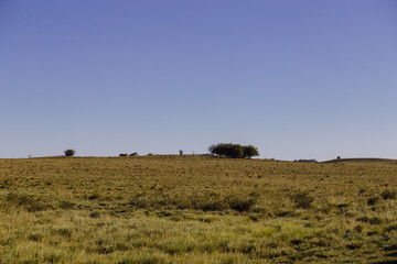 Naklejka na ściany i meble landscape with wheat field and blue sky