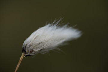 Cottongrass (Eriophorum vaginatum) head in the raised bog in Estonia. White hair like top of the typical marshland plant. Soft white hairy head in the wind. Seeds of the plant. Estonia, Baltic, Europe