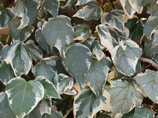 Hedera algeriensis | Lierre d'Algérie ou Lierre des Canaries sur palissade au feuillage gris-vert argenté, panaché de blanc-crème à jaune pâle sur tige rougeâtre
